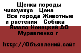 Щенки породы чиахуахуа › Цена ­ 12 000 - Все города Животные и растения » Собаки   . Ямало-Ненецкий АО,Муравленко г.